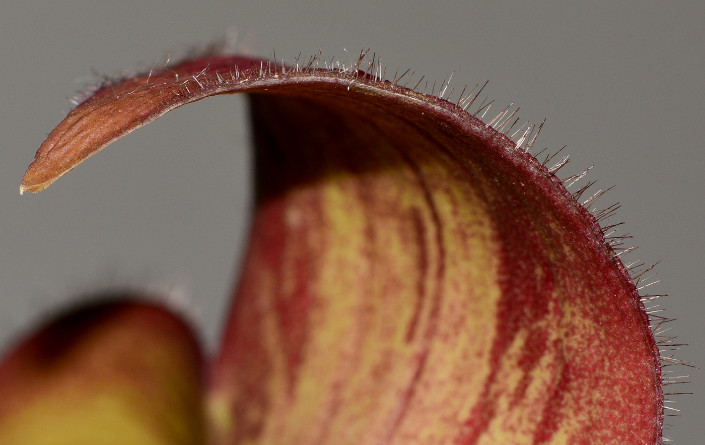 Image of genus &times; Orbelia specimen.