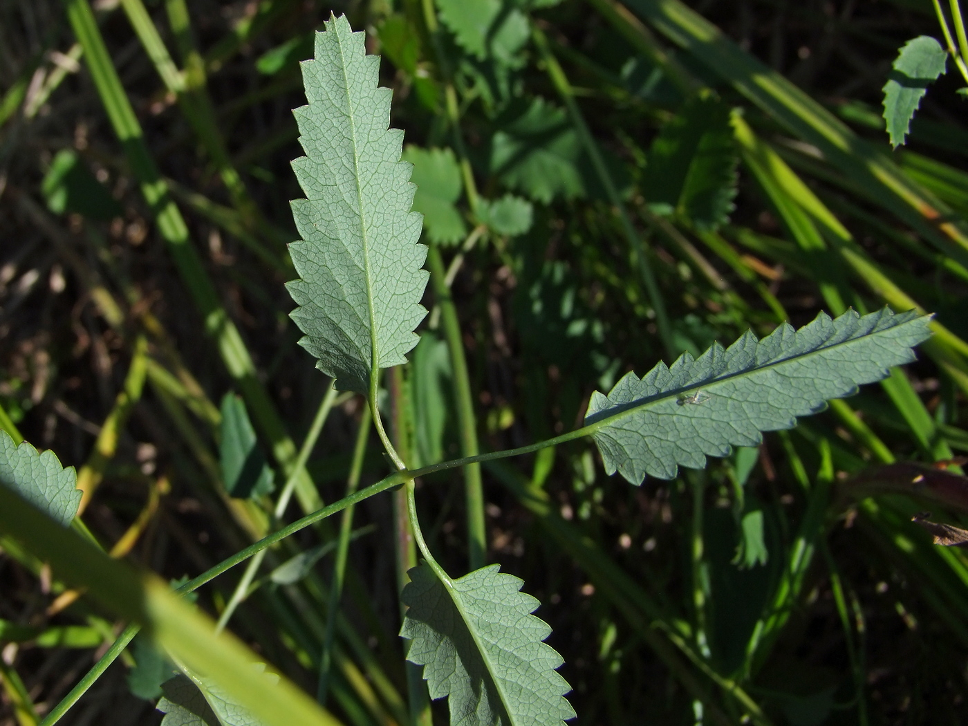 Image of Sanguisorba officinalis specimen.