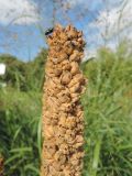 Verbascum thapsus