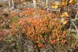 Vaccinium myrtillus. Растение с листвой в осенней окраске. Мурманская обл., окр. г. Заозёрск, высота 314.9, южный склон, кустарничковое берёзовое мелколесье на скале. 21.09.2021.