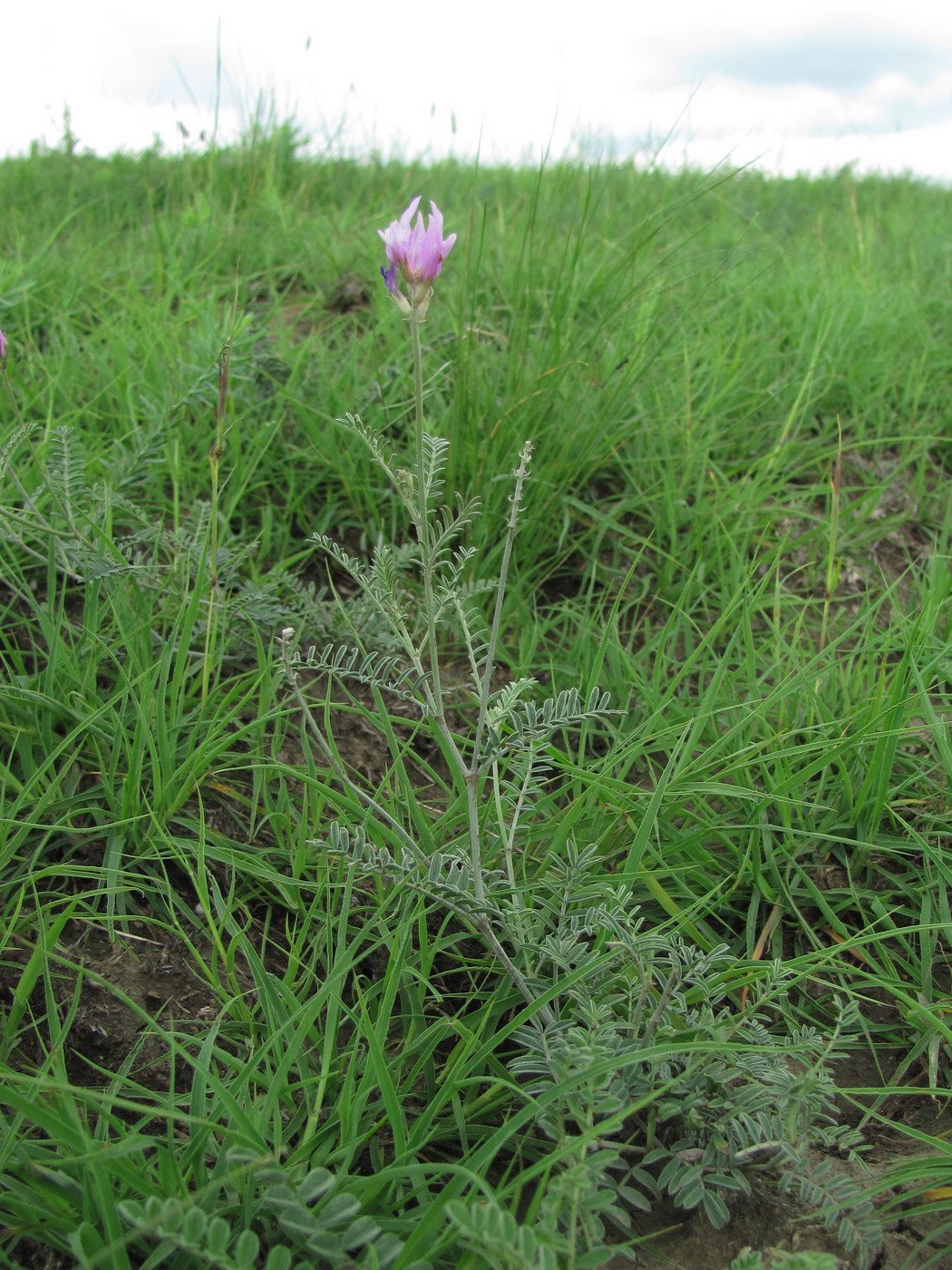 Image of genus Astragalus specimen.