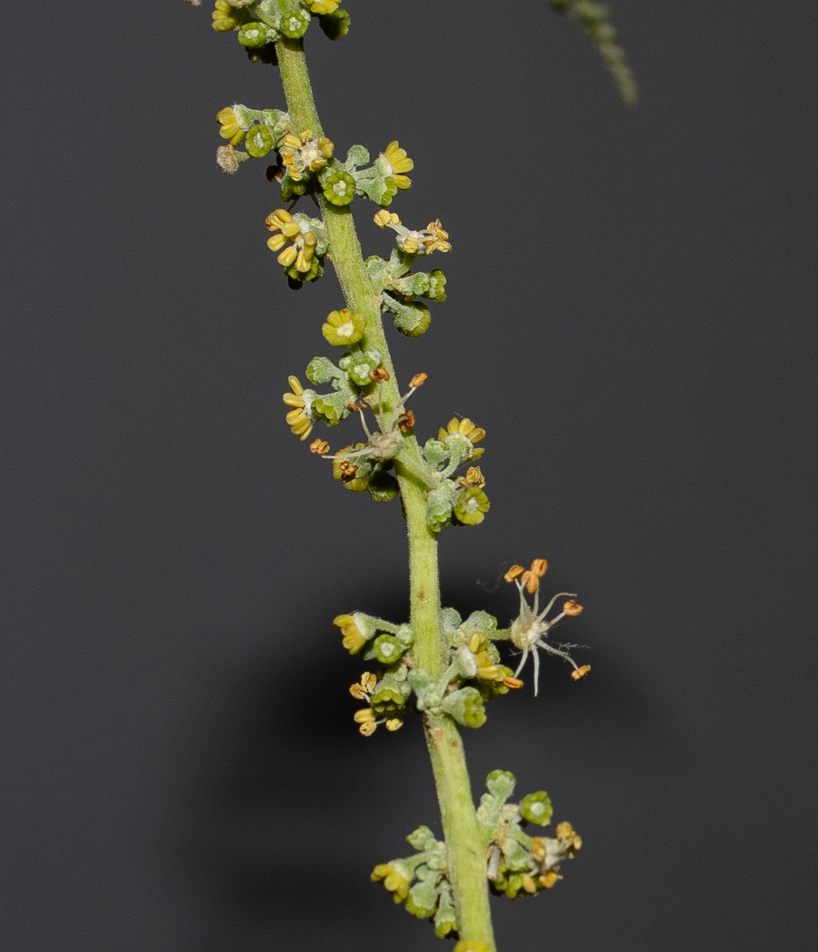 Изображение особи Pappea capensis.