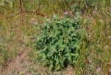 Salvia tesquicola. Расцветающее растение в сообществе с Hordeum и Erodium (на заднем плане видна ветвь Elaeagnus angustifolia). Крым, Караларский природный парк, долина р. Сююрташ, степь. 09.05.2021.