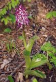 Orchis purpurea подвид caucasica. Цветущее растение. Азербайджан, Шекинский р-н, лес на склоне отрога Главного Кавказского хребта. 18.04.2010.
