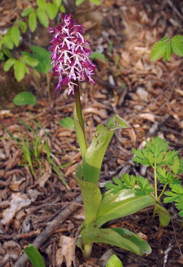 Изображение особи Orchis purpurea ssp. caucasica.