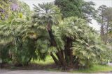 Chamaerops humilis. Взрослые растения. Краснодарский край, г. Сочи, парк \"Дендрарий\", невдалеке от южного входа в парк, в культуре. 11.05.2021.