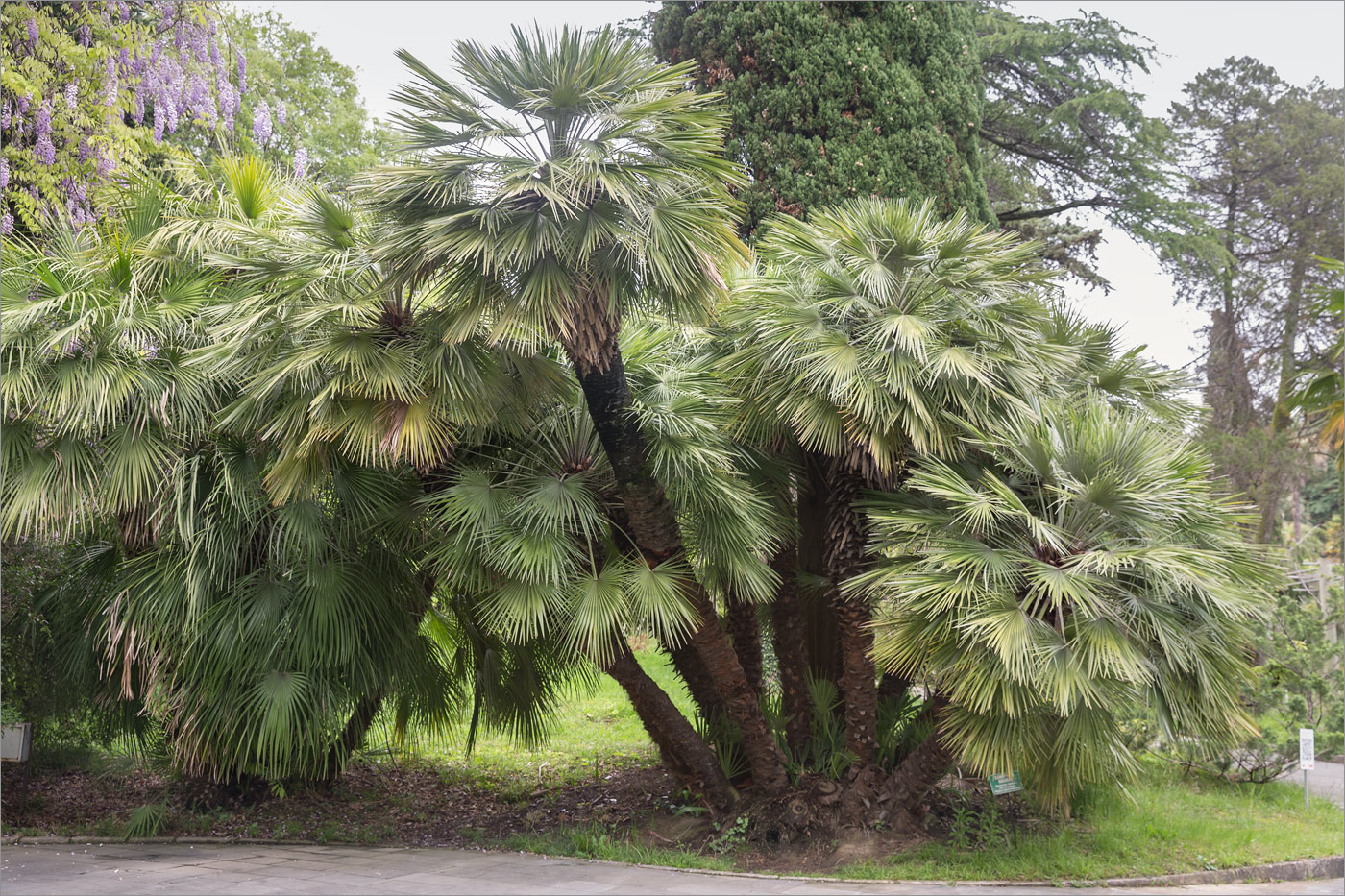 Image of Chamaerops humilis specimen.