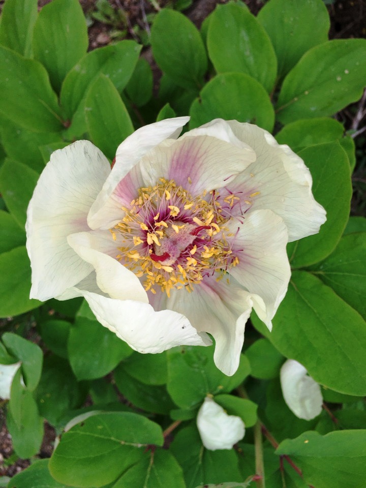 Изображение особи Paeonia wittmanniana.