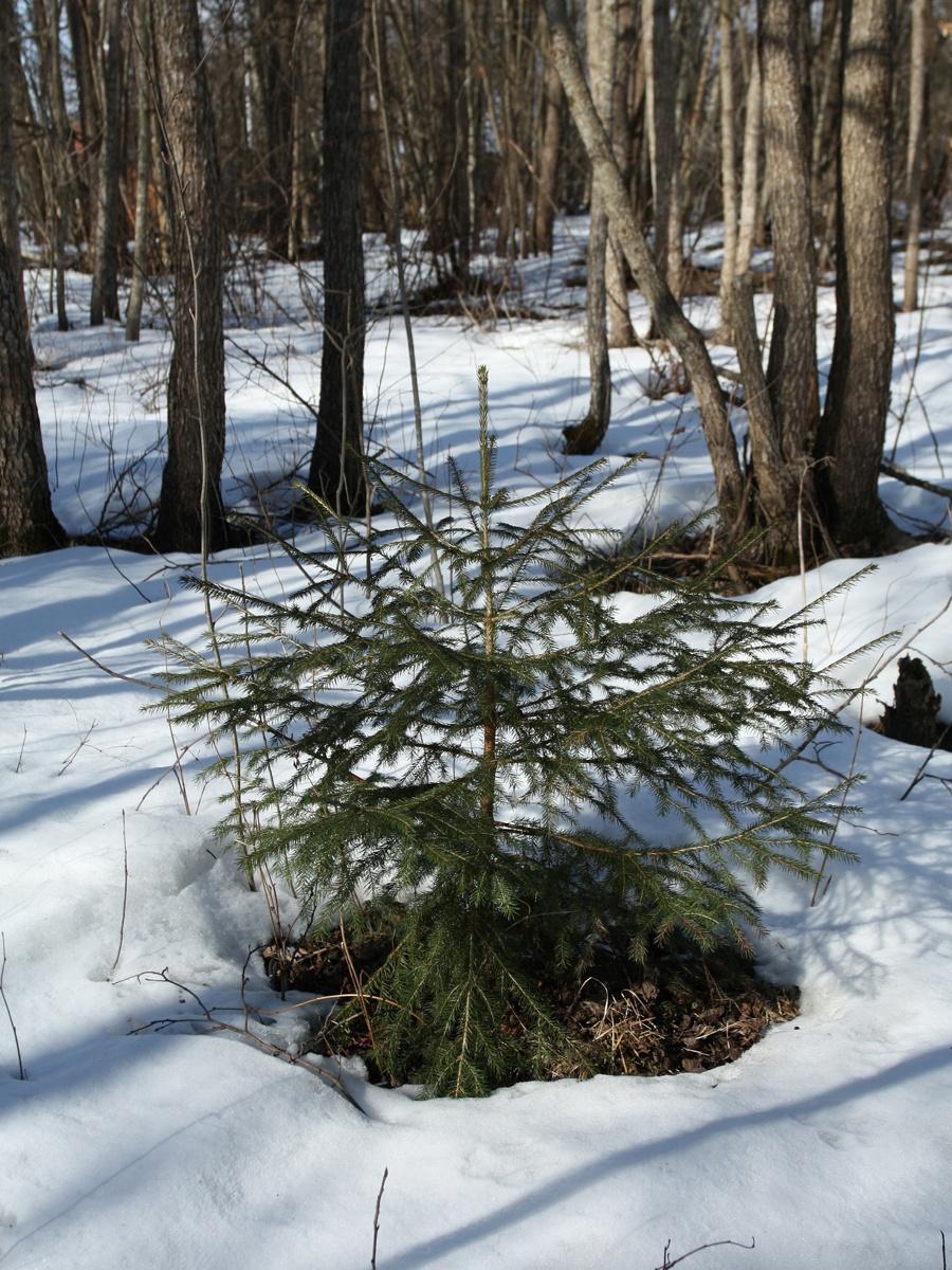 Изображение особи Picea abies.