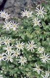 Stellaria ruscifolia. Цветки. Сахалинская обл., Южно-Курильский р-н, о-в Кунашир, мыс Столбчатый, на скале. Июль 2004 г.