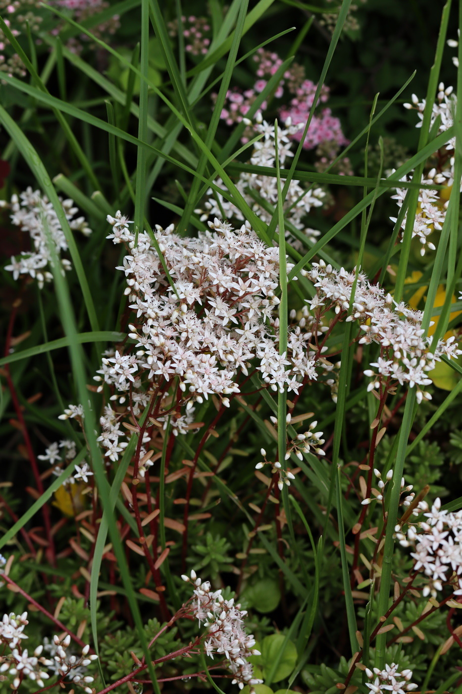 Image of Sedum album specimen.