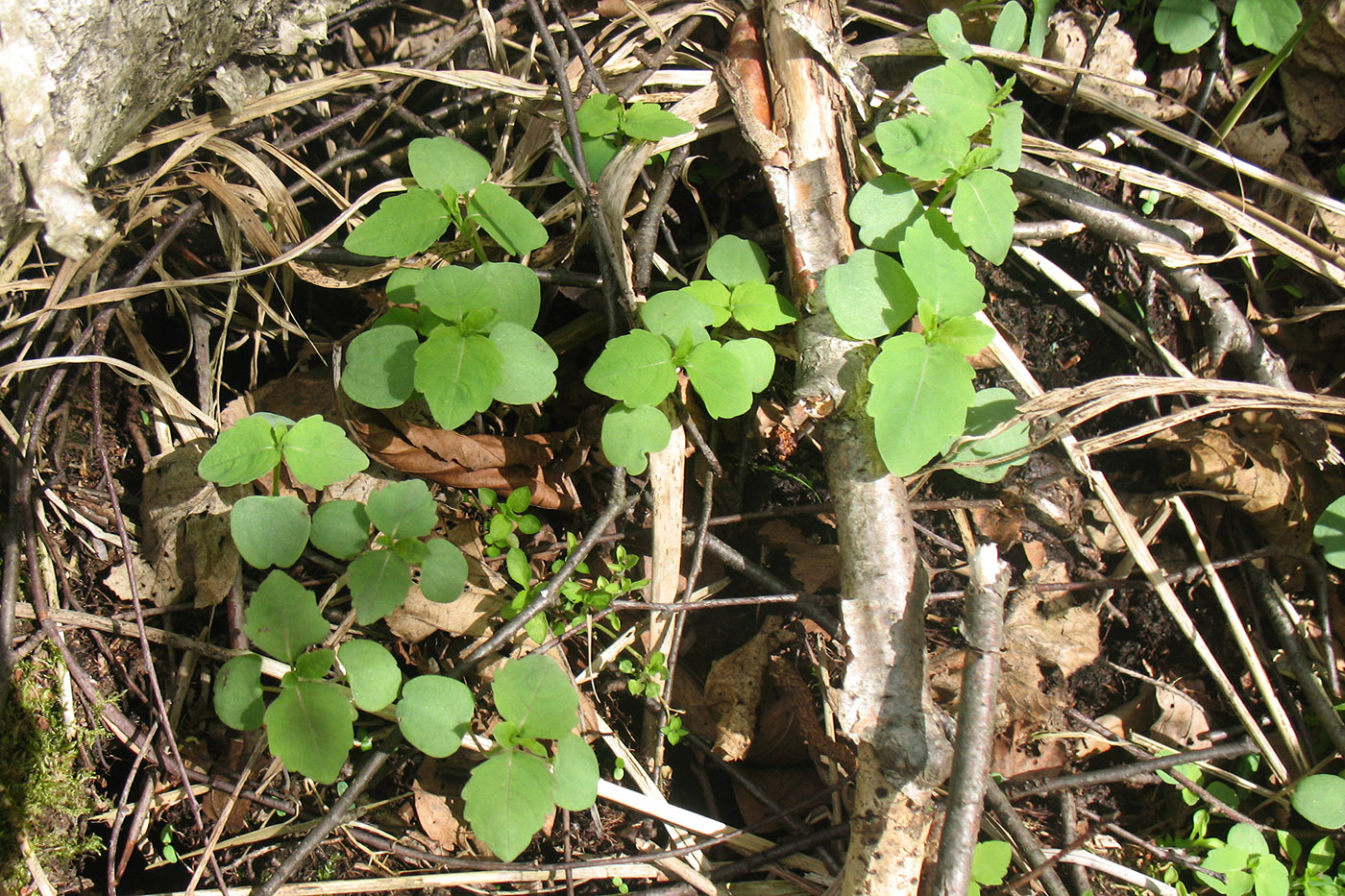 Image of Impatiens noli-tangere specimen.