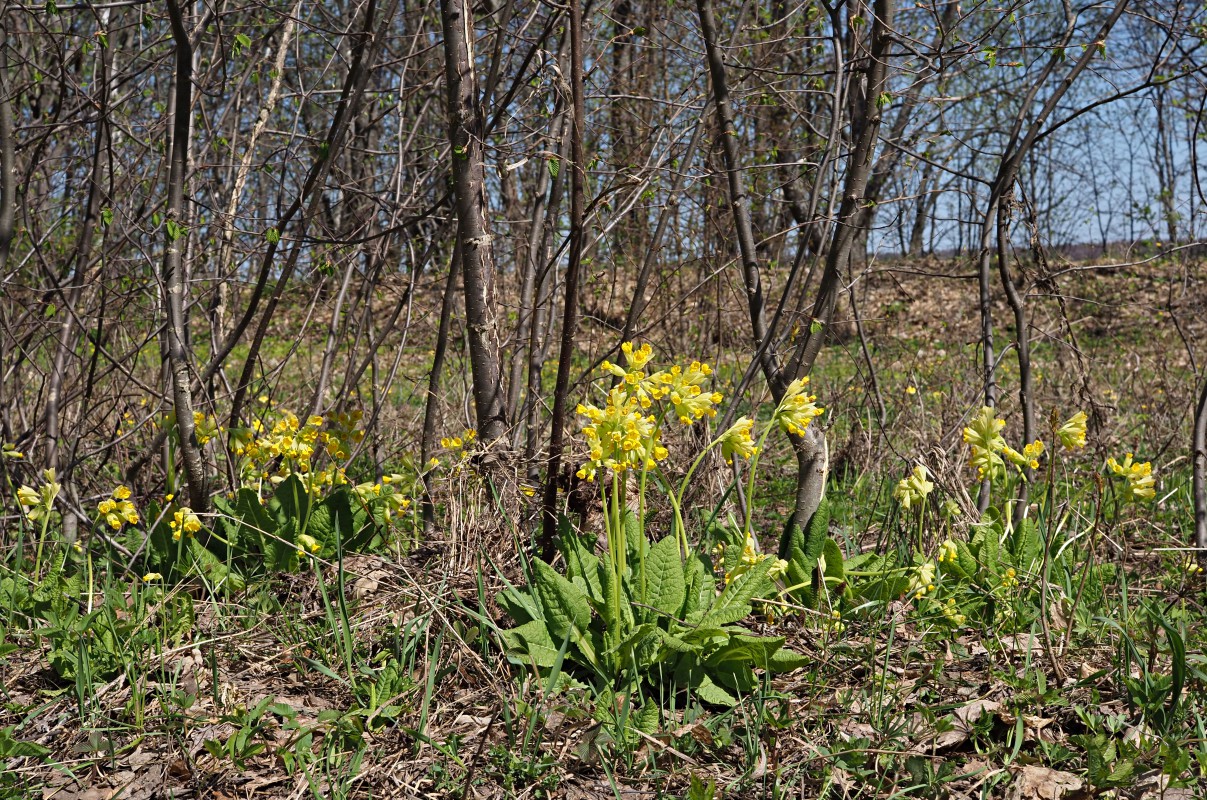 Изображение особи Primula macrocalyx.