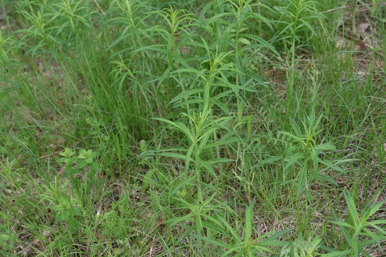 Image of Chamaenerion angustifolium specimen.