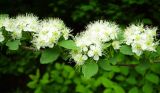 Spiraea ussuriensis