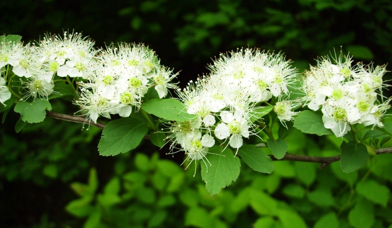 Image of Spiraea ussuriensis specimen.