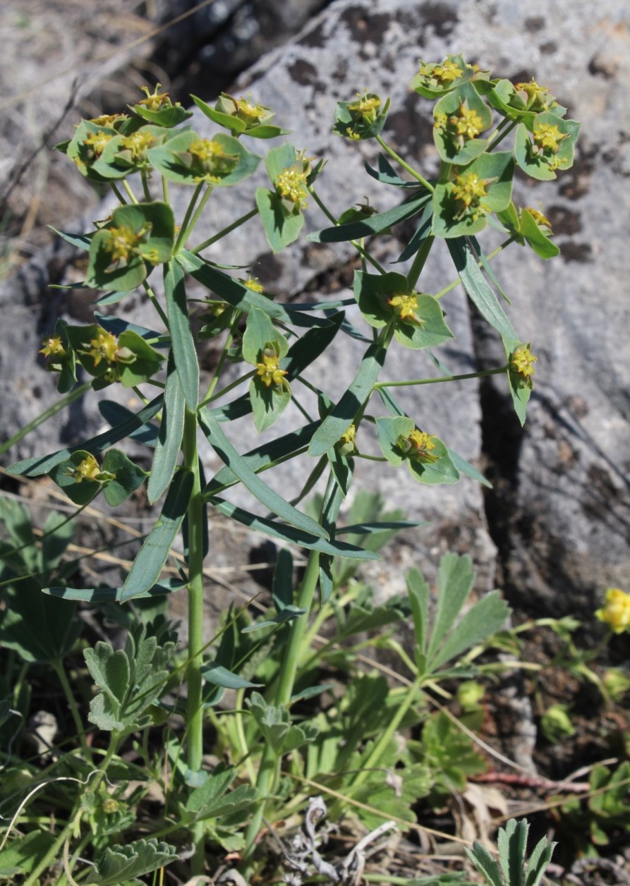 Изображение особи Euphorbia caesia.