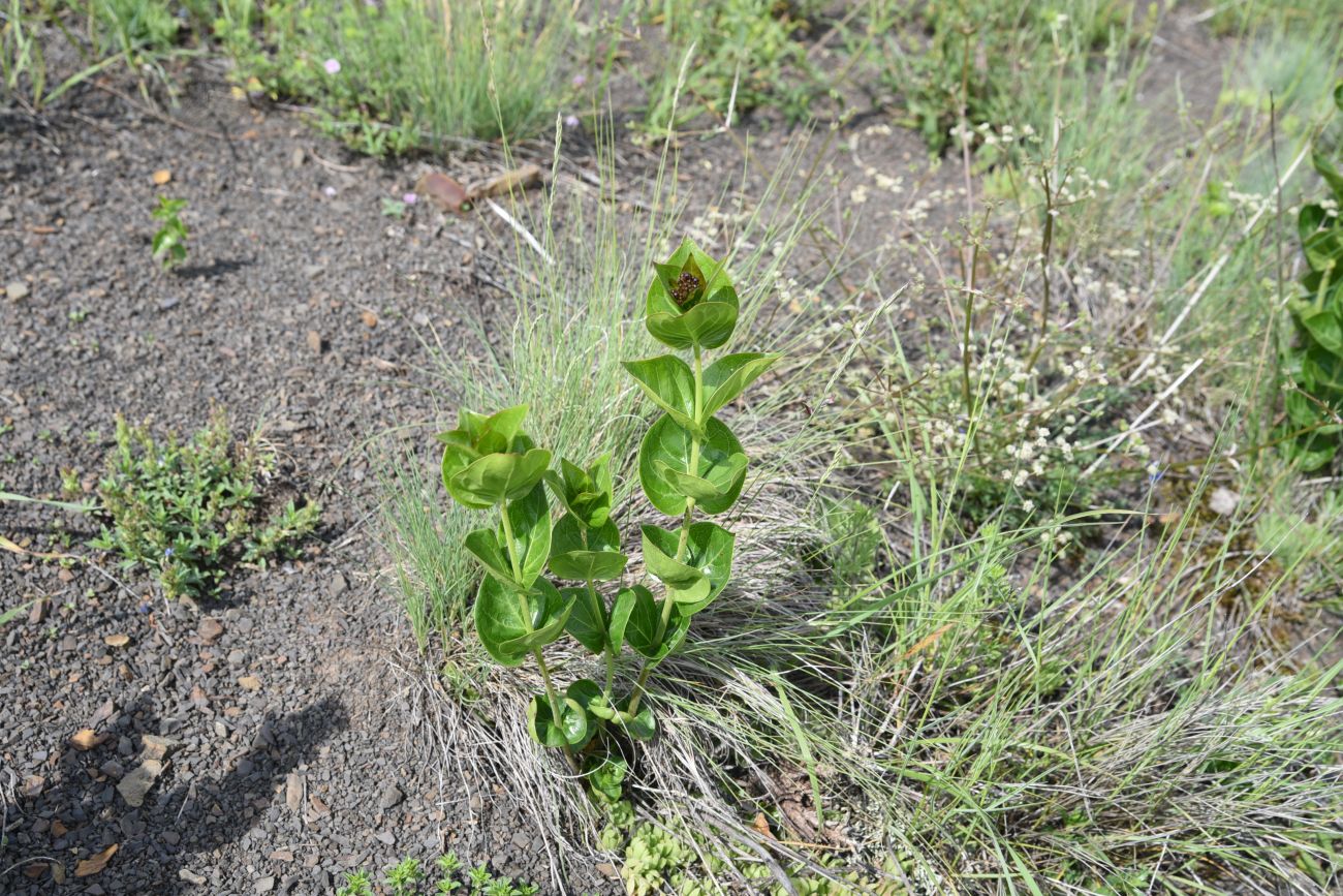Image of Vincetoxicum funebre specimen.