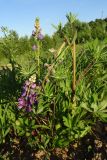 Lupinus polyphyllus