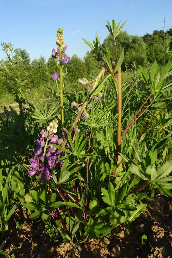 Изображение особи Lupinus polyphyllus.