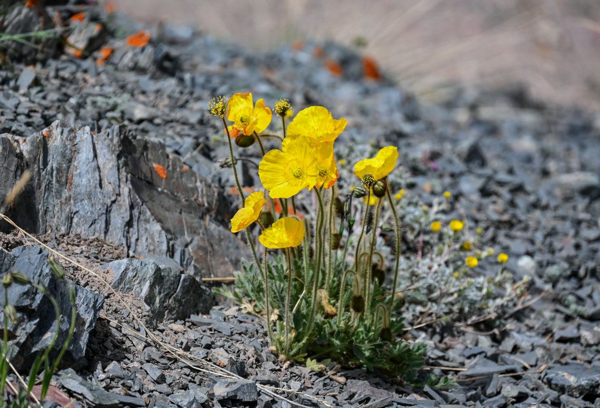 Image of Papaver croceum specimen.