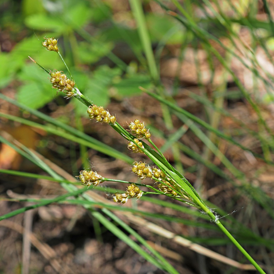 Изображение особи Luzula pallescens.