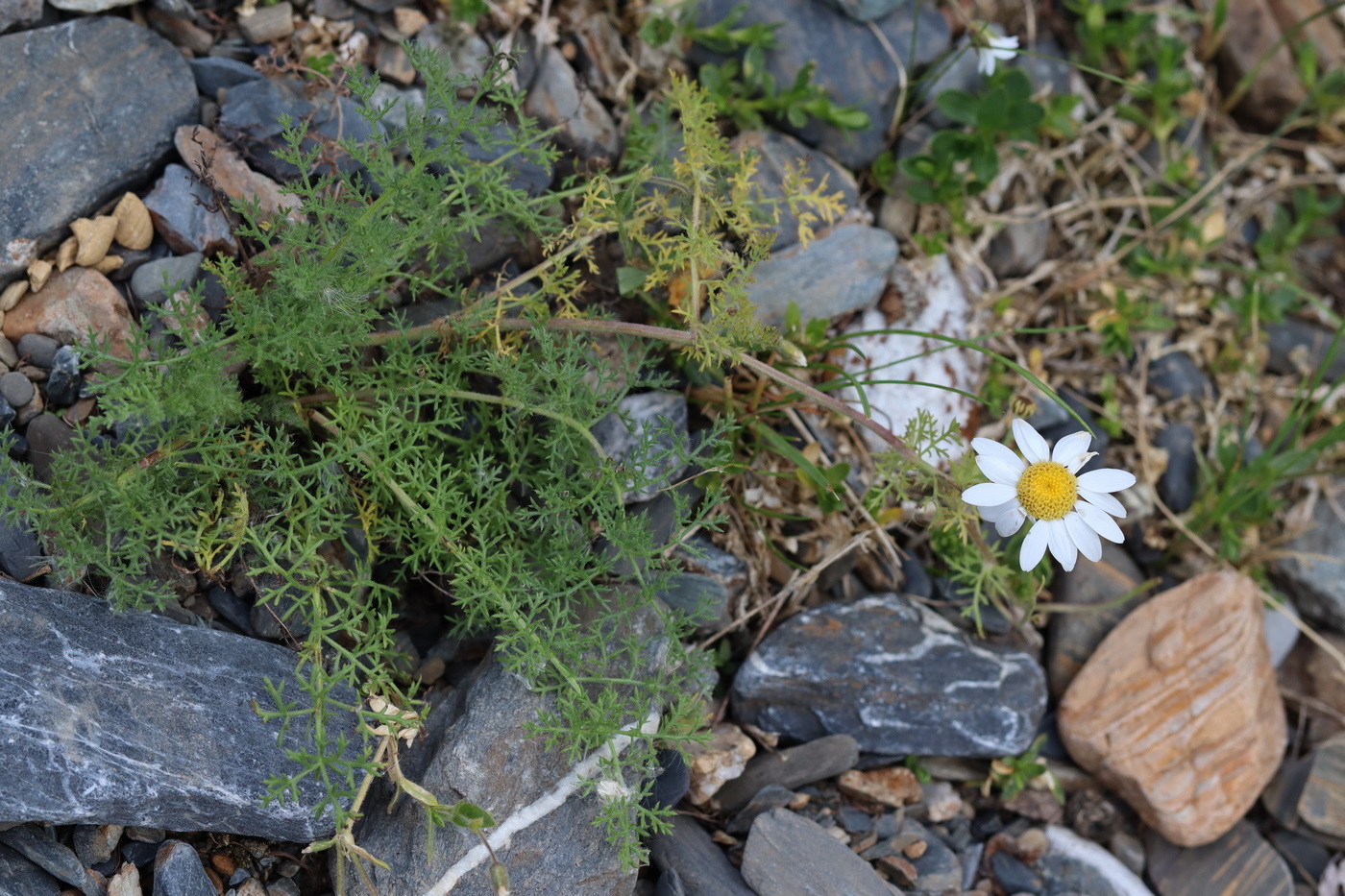 Изображение особи Pyrethrum abrotanifolium.