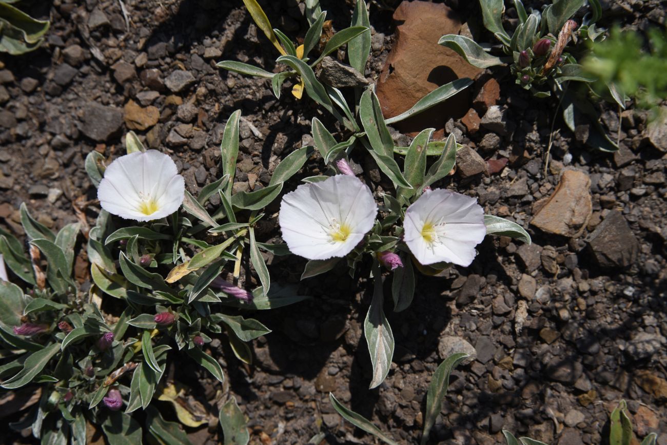 Изображение особи Convolvulus lineatus.