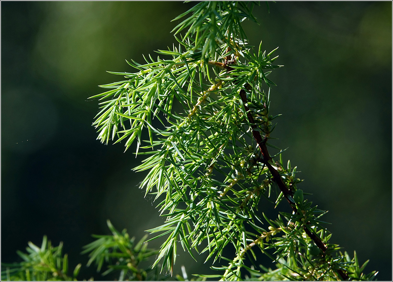 Изображение особи Juniperus communis.