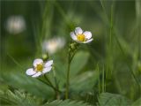 Fragaria vesca. Цветки и бутон. Ленинградская обл., Кингисеппский р-н, Кургальский п-ов, берег оз. Белое, поляна в сосновом лесу. 29.05.2021.