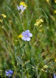 Linum austriacum. Верхушка цветущего растения в сообществе с Erysimum. Крым, Караларский природный парк, окр. бухты Шелковица, степь. 07.05.2021.