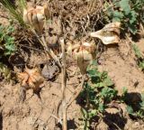 Rhinopetalum stenantherum