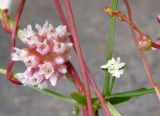 Cuscuta europaea. Соцветие. Якутия, Мирнинский р-н, окр. пос. Светлый, берег р. Вилюй. 17.07.2009.