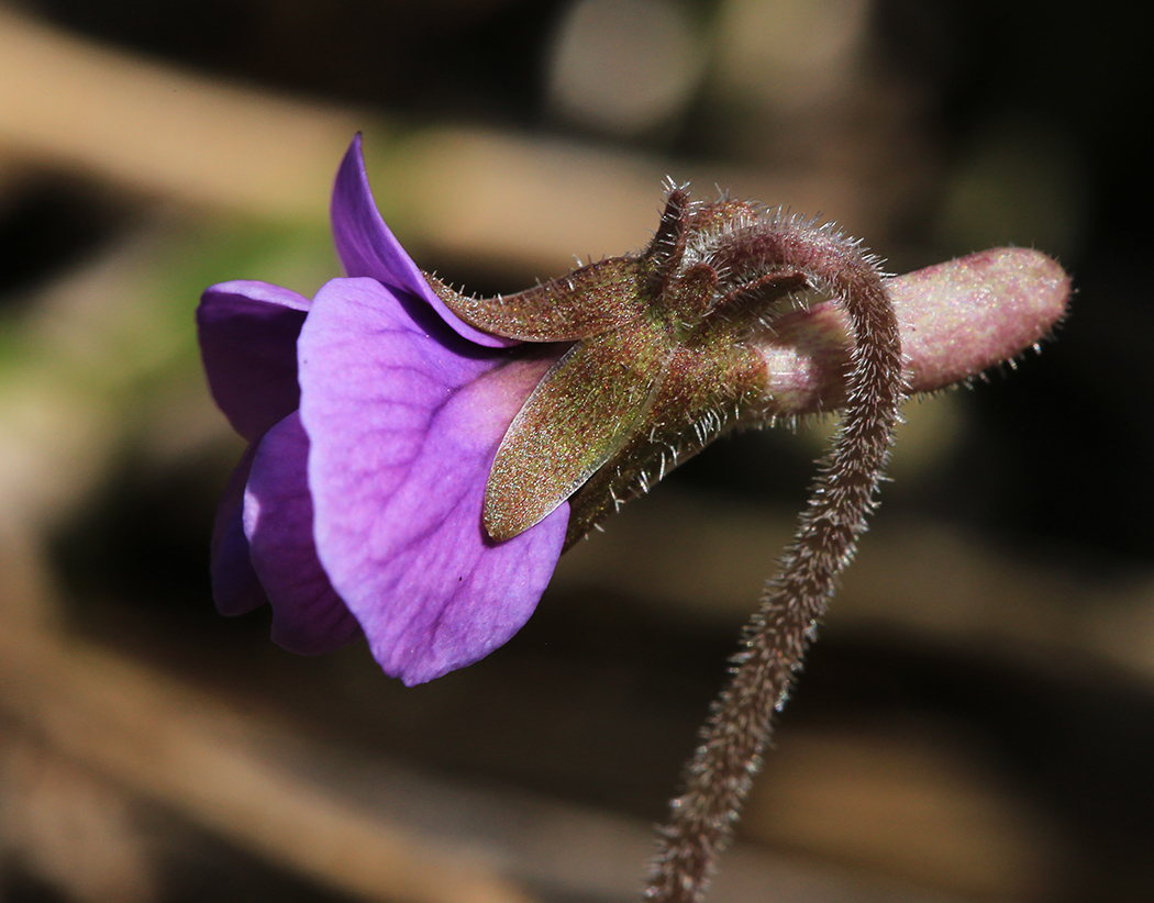 Image of Viola phalacrocarpa specimen.