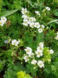 genus Cerastium