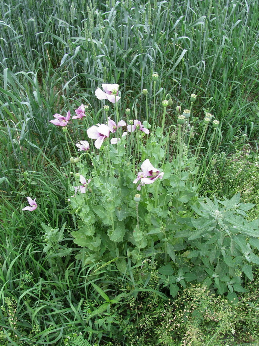 Изображение особи Papaver somniferum.