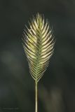 Agropyron pectinatum