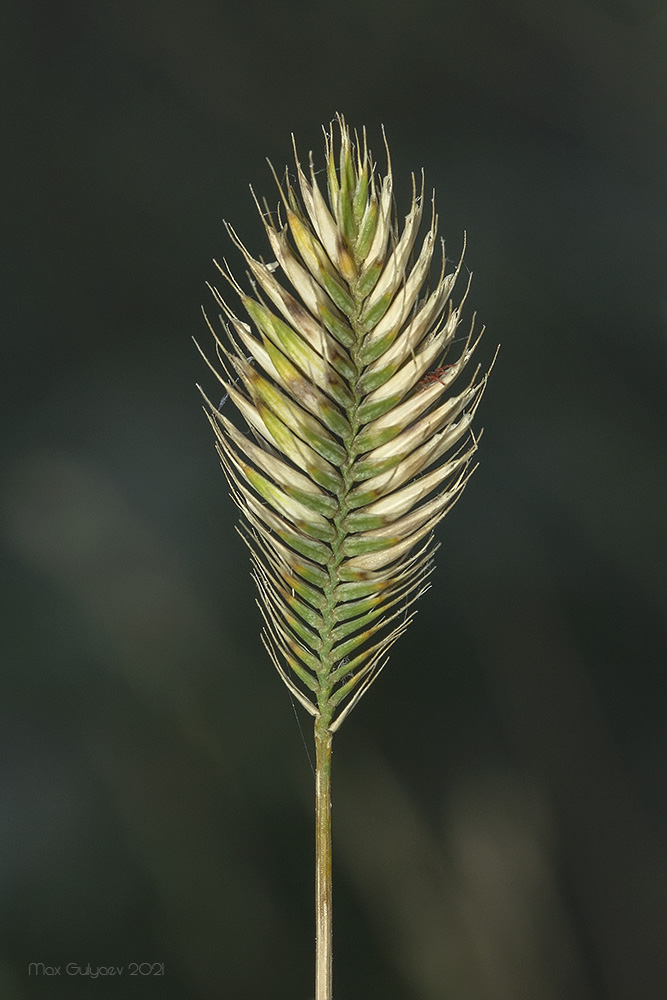 Image of Agropyron pectinatum specimen.