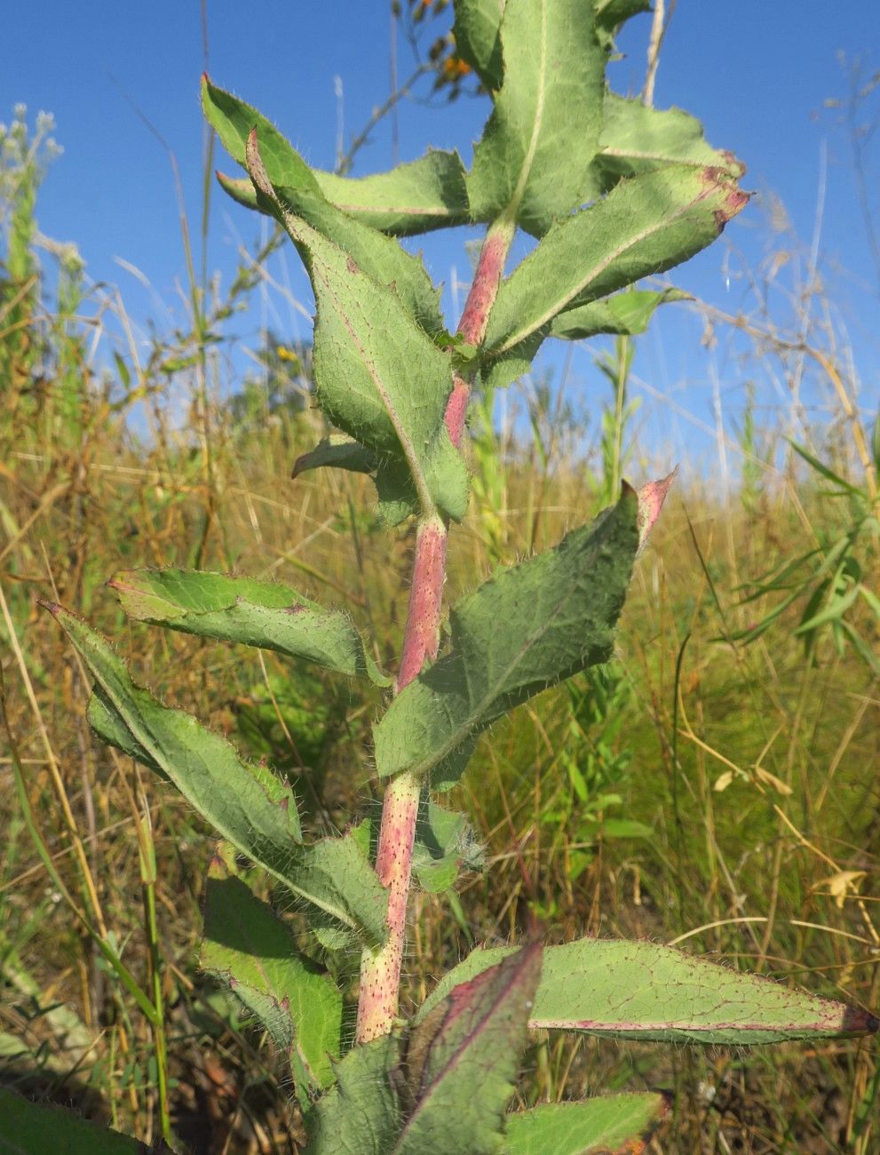 Image of Hieracium robustum specimen.