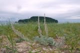 Artemisia stelleriana. Отцветшее растение. Приморье, Лазовский р-н, бух. Петрова, задернованная песчаная прибрежная полоса. 30.08.2022.