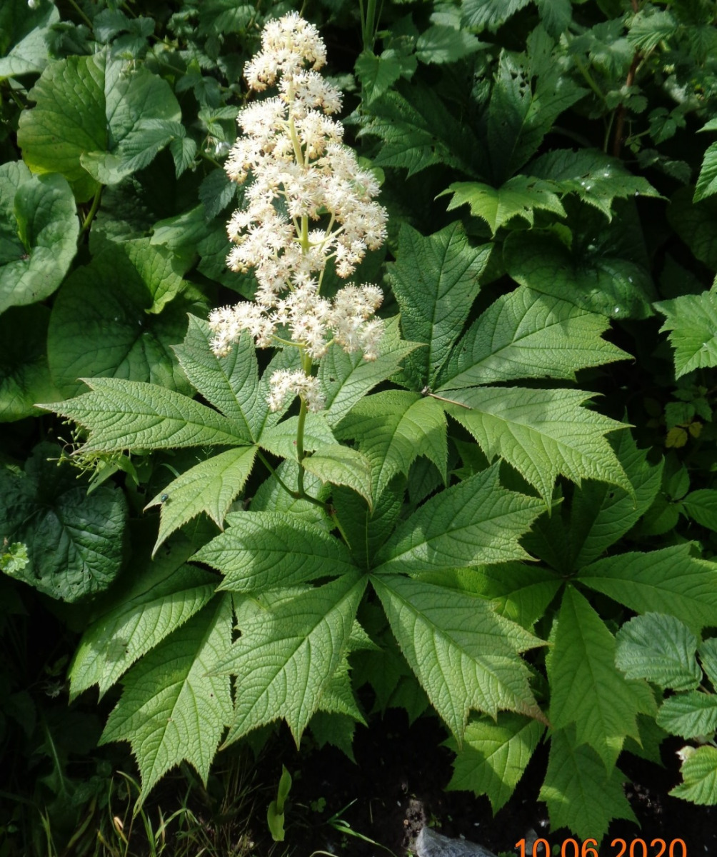 Image of Rodgersia podophylla specimen.