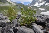 Cardamine uliginosa. Цветущие растения. Карачаево-Черкесия, Урупский р-н, Кавказский биосферный заповедник, Имеретинские озёра, дол. оз. Тихое, ≈ 2620 м н.у.м., в воде у берега. 29.07.2022.