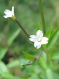 Epilobium pseudorubescens. Цветки. Окр. Томска, 28.08.2007.