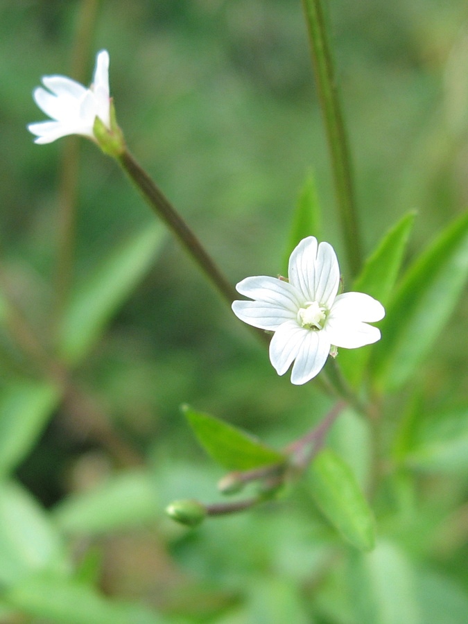 Image of Epilobium pseudorubescens specimen.