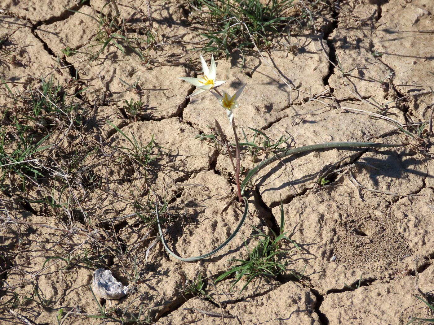 Image of Tulipa buhseana specimen.