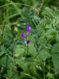 Astragalus onobrychis. Соцветие и листья. Чечня, Веденский р-н, ущелье р. Хулхулау, луговой склон. 25.07.2022.