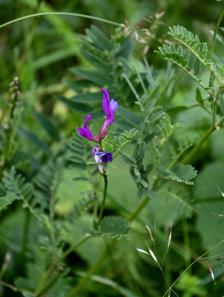 Изображение особи Astragalus onobrychis.