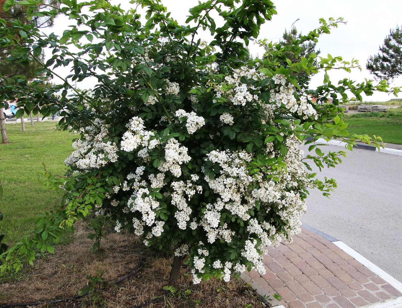 Image of Rosa multiflora specimen.