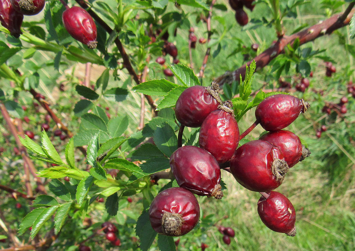 Image of Rosa corymbifera specimen.