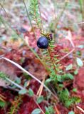 Empetrum nigrum